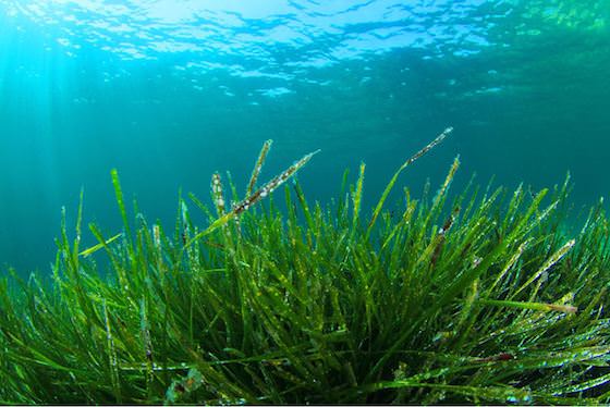 Scandinavian Algae odlar egna alger och spirulina